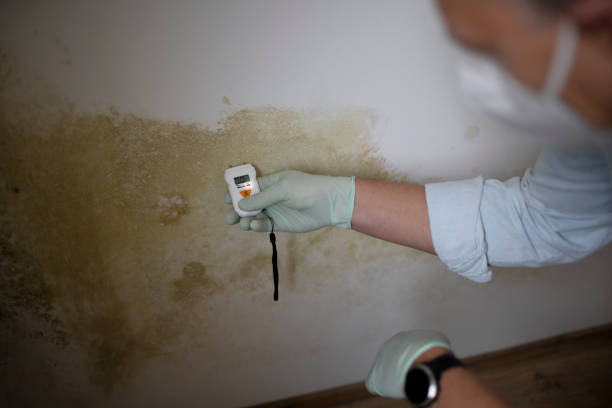 Professional Mold Remediation in West Little River, FL